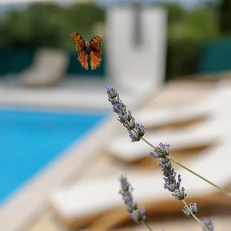 Ferienhaus Mit Privatpool Fur 8 Personen Ca 200 Qm In Pokrovnik, Dalmatien Dalmatinisches Hinterland Prázdninový dům